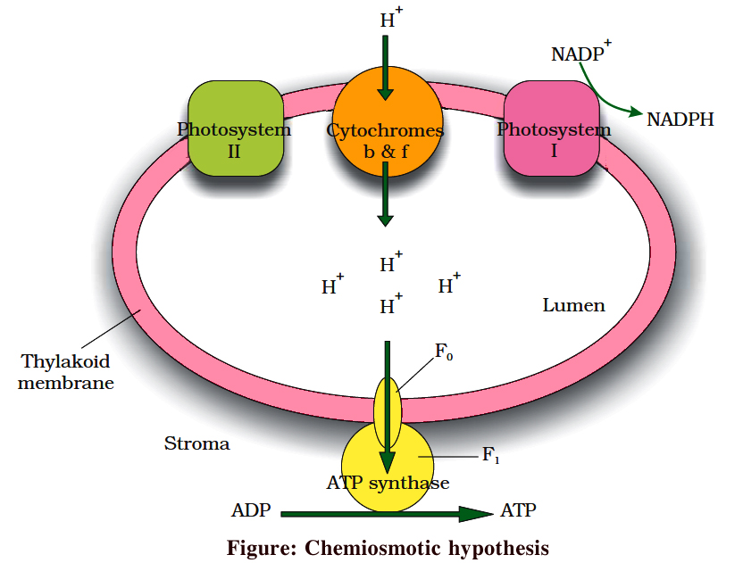 chemiosmotic hypothesis pronunciation